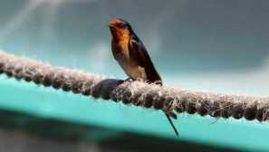 Proč jsou vlaštovky zřídka sedí na zemi, i když mohou chodit